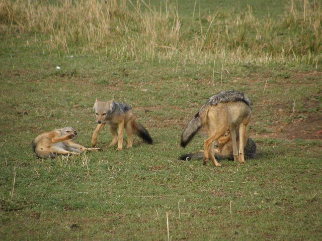 Masai Mara Jackal Streifenschakal Masai Mara Jackal Streifenschakal